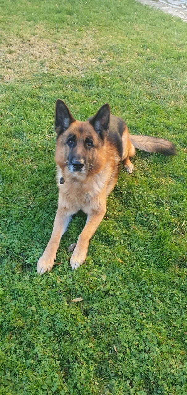 Wolf de la roche clothilde