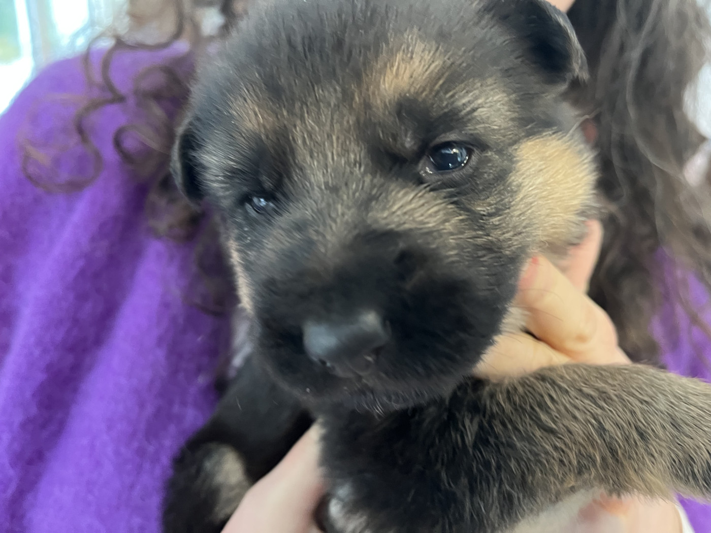 Chiot Berger Allemand Du Haut De Rivecourt